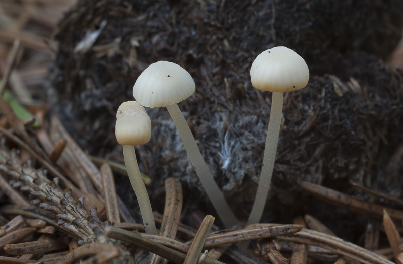 Hemimycena gracilis